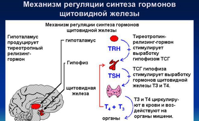 Механизм регуляции синтеза гормонов щитовидной железы