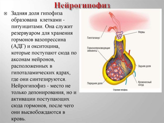 Нейрогипофиз