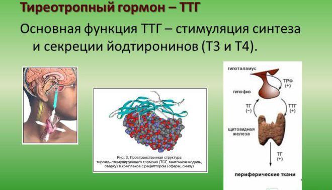 Тиреотропный гормон синтезируется гипофизом