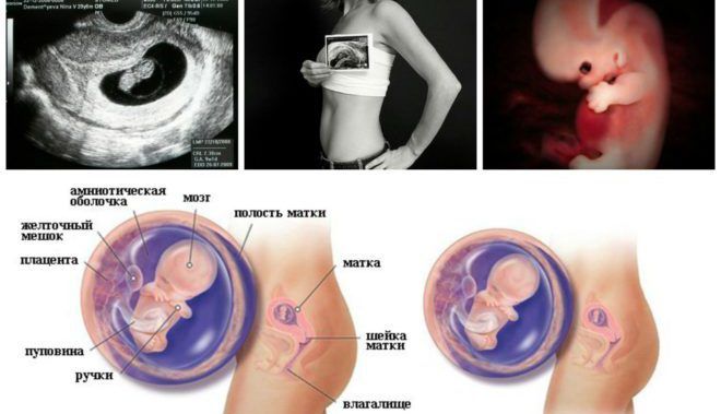 7 неделя беременности: что происходит с организмом женщины