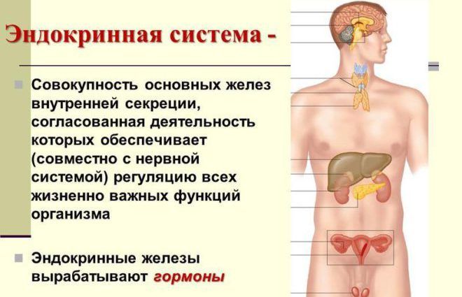 Эндокринная система в организме человека