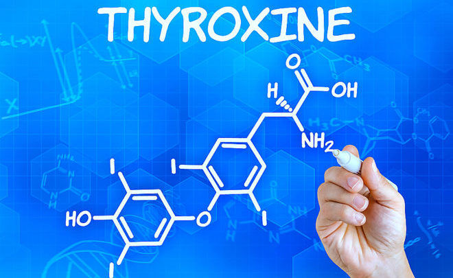 Функции тироксина