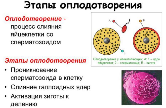 Оплодотворение яйцеклетки