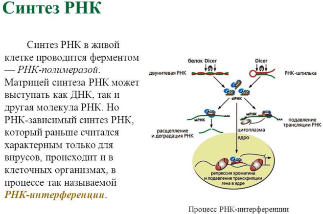 Синтез РНК