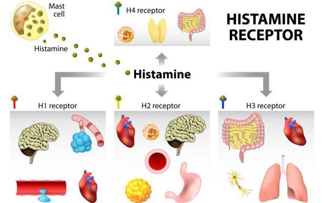 Виды рецепторов гистамина
