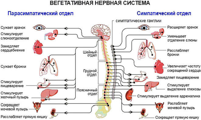 Фегетативная нервная система