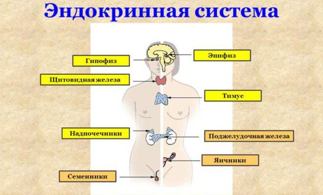 Эндокринная система человека
