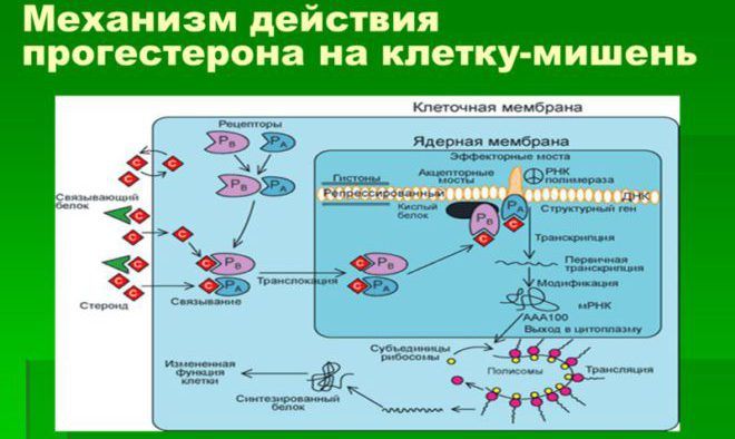 Механизм действия прогестерона на клетку