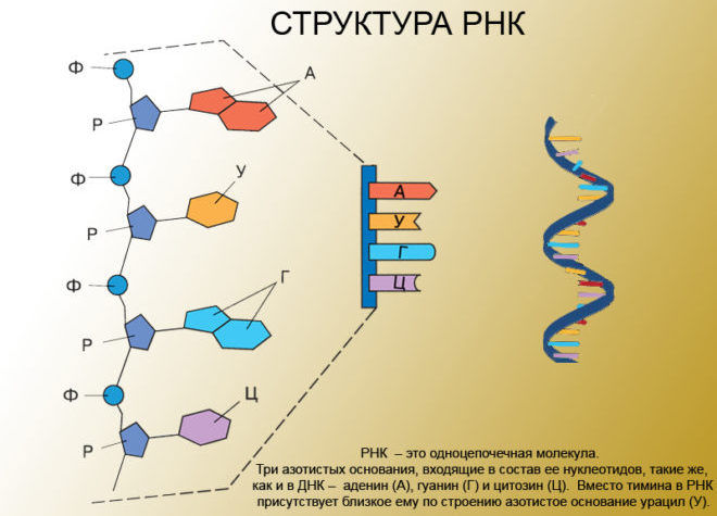 Строение и функции РНК