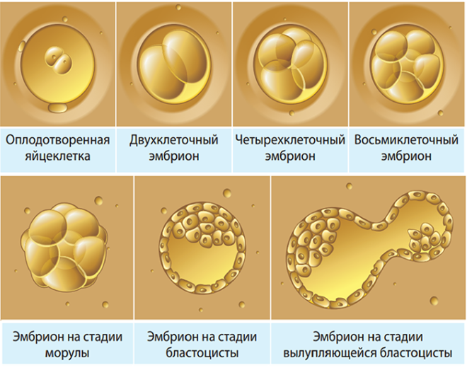 Развитие эмбрионов перед их подсадкой